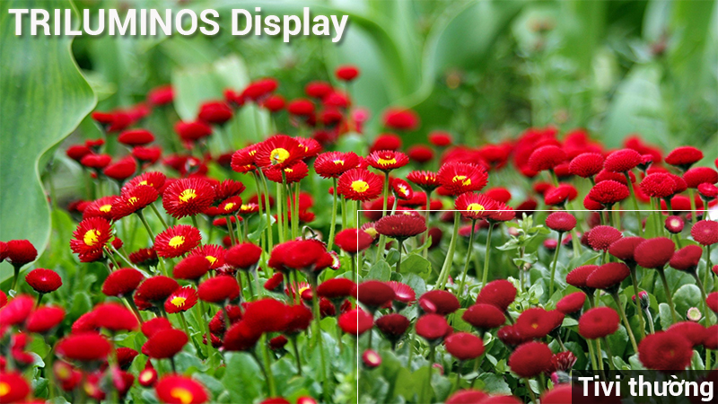 Công nghệ hình ảnh Trluminos trên Android Tivi Sony 4K 65 inch KD-65X9000F Công nghệ hình ảnh Trluminos trên Android Tivi Sony 4K 65 inch KD-65X9000F